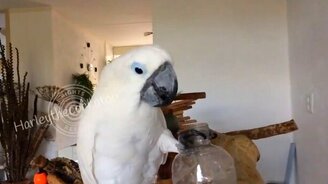 Попугай, который любит лимонад - смотреть видео (2:31)