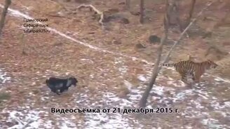 Догонялки тигра и козла - смотреть видео (1:26)