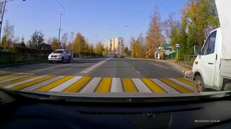 Собака-пешеход как пример для нас - смотреть видео (0:17)