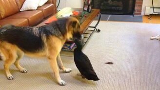 Утка терроризирует овчарку - смотреть видео (0:42)