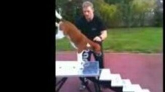 Пёс на двух ногах - смотреть видео (0:12)