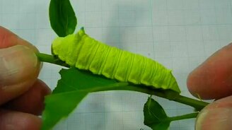 Гусеница-недотрога - смотреть видео (0:43)