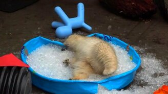 Белый медвежонок купается во льду - смотреть видео (1:26)