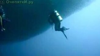 Танцы с сардинами - смотреть видео (1:50)