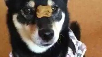 Ловкий едок с носа - смотреть видео (0:54)