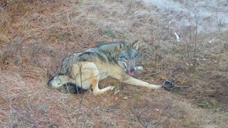 Спасение волка из капкана - смотреть видео (1:44)