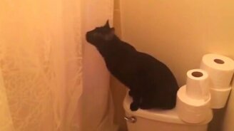 Певица в душе и кот - смотреть видео (1:35)