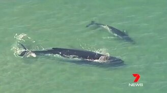 Самка кита застряла на мелководье - смотреть видео (1:55)