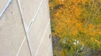 Белка на стене многоэтажки - смотреть видео (0:46)