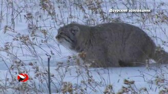 Кот манул и наука - смотреть видео (2:14)