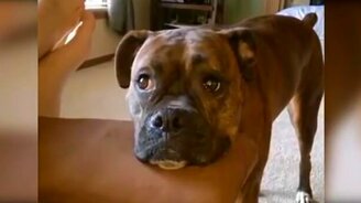 Поющий боксёр - смотреть видео (0:18)