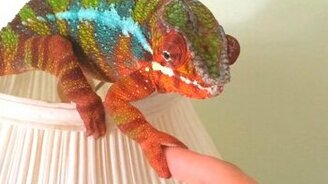 Привет, хамелеон! - смотреть видео (0:51)