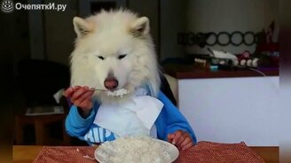 Короткие смешилки с озвучкой - смотреть видео (3:17)