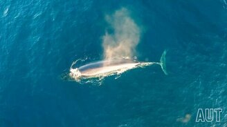 Самка кита и китёнок - смотреть видео (1:33)