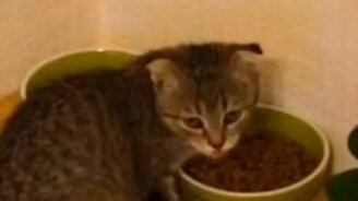 Самый жадный котик - смотреть видео (0:17)