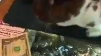 Кролик-бухгалтер - смотреть видео (0:20)