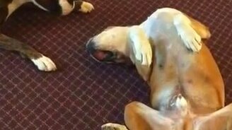 Друг притворился мёртвым - смотреть видео (0:16)