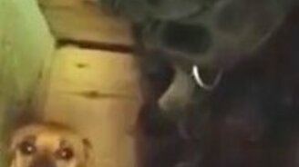 Прятки в будке - смотреть видео (1:21)