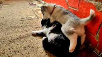 Енот, щенок и котяра - смотреть видео (3:03)