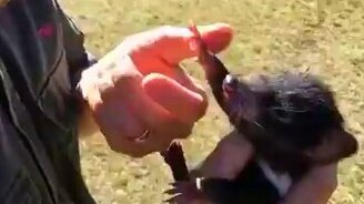 Великий и ужасный тасманский дьявол - смотреть видео (0:42)