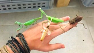 Любительница насекомых - смотреть видео (1:37)