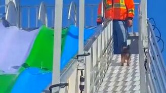 Излюбленное развлечение для псины - смотреть видео (1:05)