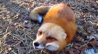 Дружелюбная игривая лиса - смотреть видео (2:45)