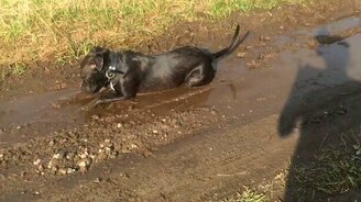 Собачье удовольствие - смотреть видео (0:37)