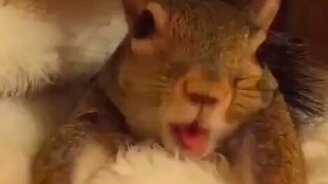 Милая домашняя белочка - смотреть видео (0:21)