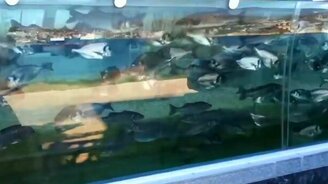 Поразительный забор-аквариум - смотреть видео (0:57)