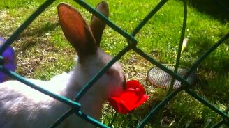 Кролик ест тюльпаны - смотреть видео (1:35)