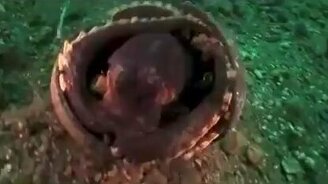 Осьминог и скорлупа от кокоса - смотреть видео (1:01)