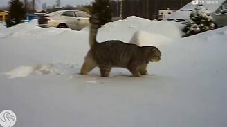 Первые встречи со снегом - смотреть видео (0:37)