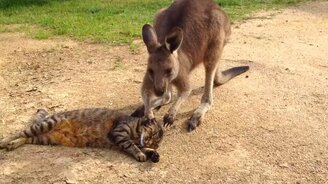 Кенгурёнок и кот - смотреть видео (0:13)