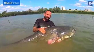 Сом-гигант весом 120 кг - смотреть видео (1:03)