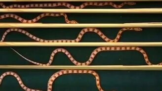 Как по-разному ползают змеи - смотреть видео (0:28)