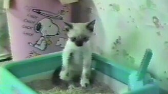 Коты и электронная музыка - смотреть видео (1:19)