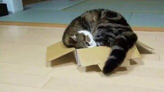 Животные в сборке для настроения - смотреть видео (1:07)