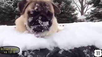 Собачья радость на снегу - смотреть видео (3:09)