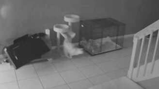 Приколы с камер видеонаблюдения - смотреть видео (3:48)