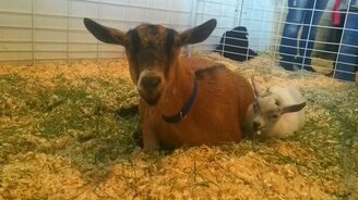 Воссоединение козы и козлёнка - смотреть видео (1:12)