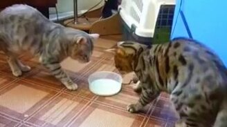 Моё молоко - нет, моё! - смотреть видео (3:08)