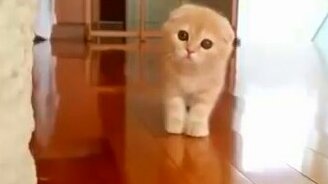 Страшная милота - смотреть видео (0:15)