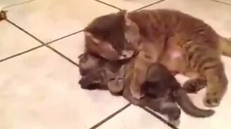 Мамка чистит котёнка - смотреть видео (1:11)