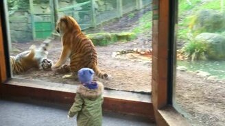 Бой тигров в вольере - смотреть видео (0:54)