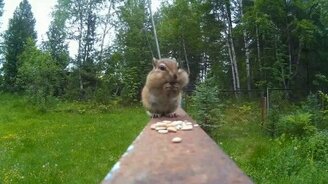 Бурундук трапезничает - смотреть видео (0:38)