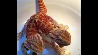 Домашний змей Горыныч - смотреть видео (0:30)