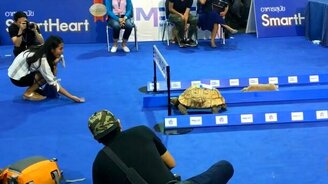 Кто быстрее: кролик и черепаха - смотреть видео (0:39)