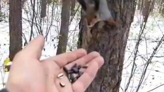 Угостил семечками лесных жителей - смотреть видео (4:16)