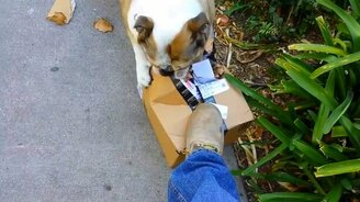 Посылка для бульдога - смотреть видео (1:25)